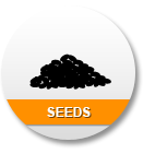 Seeds